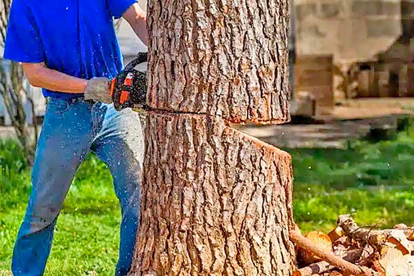 Abattage d'arbre de haute futaie